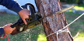 Best Fruit Tree Pruning  in Ladera Ranch, CA