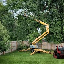 Best Lawn Renovation and Restoration  in Ladera Ranch, CA