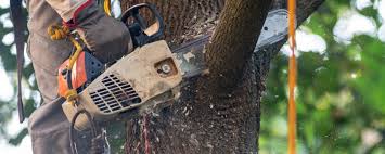 Best Tree Removal  in Ladera Ranch, CA