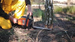 Best Commercial Tree Services  in Ladera Ranch, CA