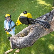 How Our Tree Care Process Works  in  Ladera Ranch, CA