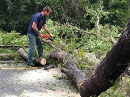 Best Tree and Shrub Care  in Ladera Ranch, CA