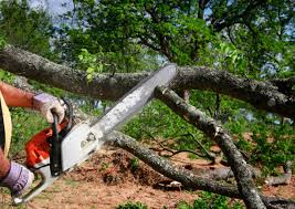 Best Storm Damage Tree Cleanup  in Ladera Ranch, CA