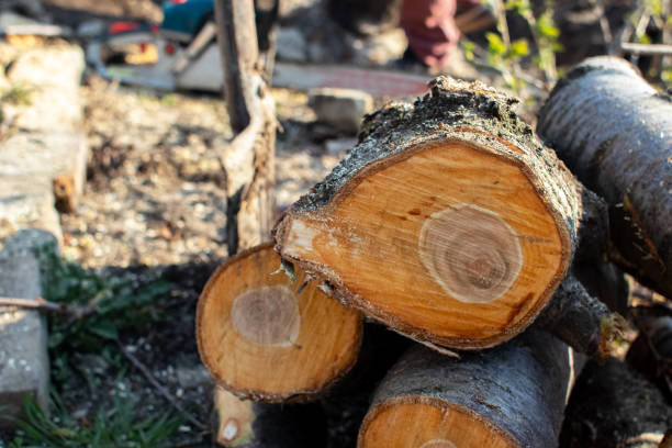 Best Tree Maintenance Programs  in Ladera Ranch, CA