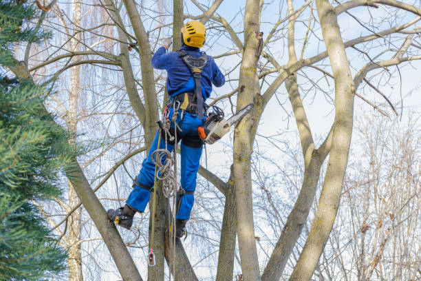 Best Tree Trimming and Pruning  in Ladera Ranch, CA