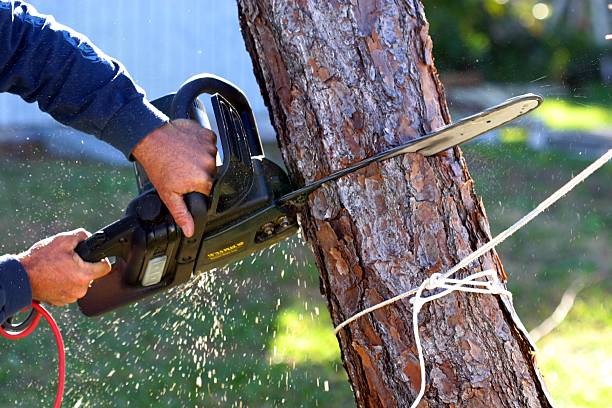 Best Tree Disease Treatment  in Ladera Ranch, CA