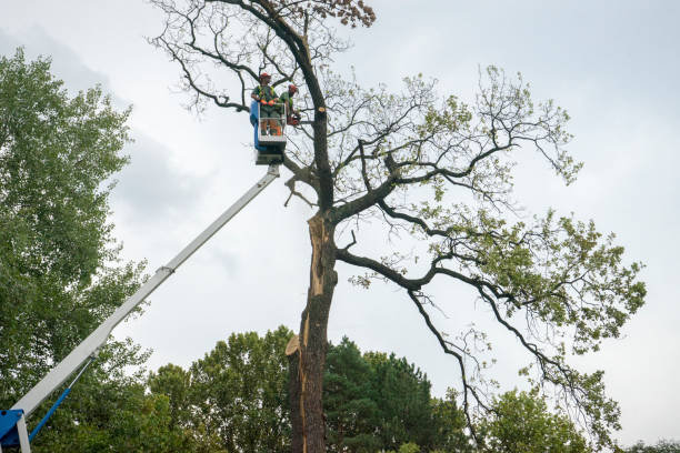 Best Leaf Removal  in Ladera Ranch, CA