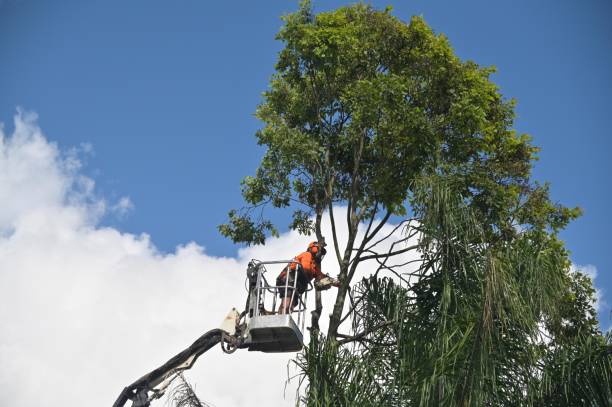 Best Stump Grinding and Removal  in Ladera Ranch, CA