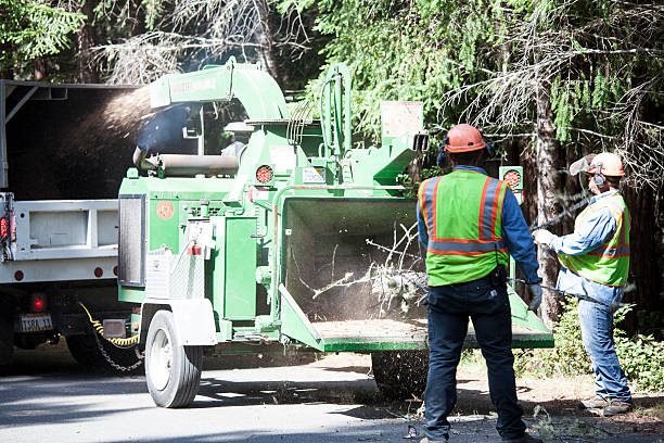 Best Palm Tree Trimming  in Ladera Ranch, CA