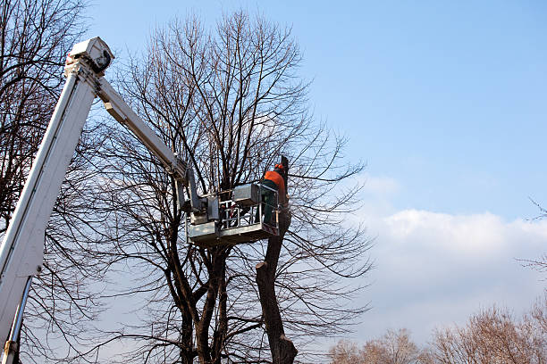 Best Tree Preservation Services  in Ladera Ranch, CA