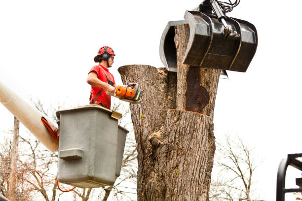 Best Hazardous Tree Removal  in Ladera Ranch, CA